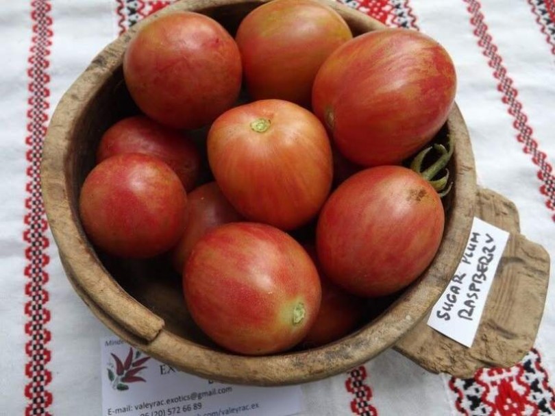 Sugar Plum Raspberry paradicsom - Paradicsom különlegességek az Egzotikus Növények Stúdiója kínálatából